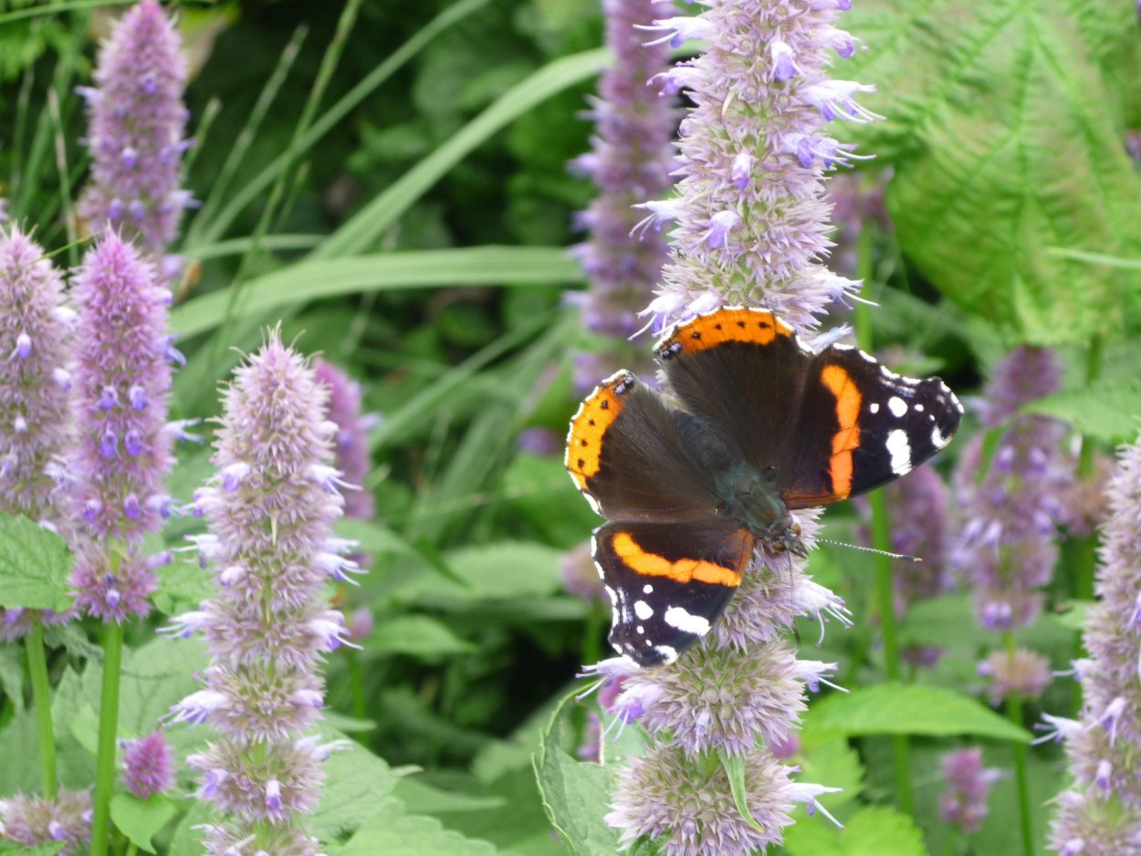 Лофант анисовый