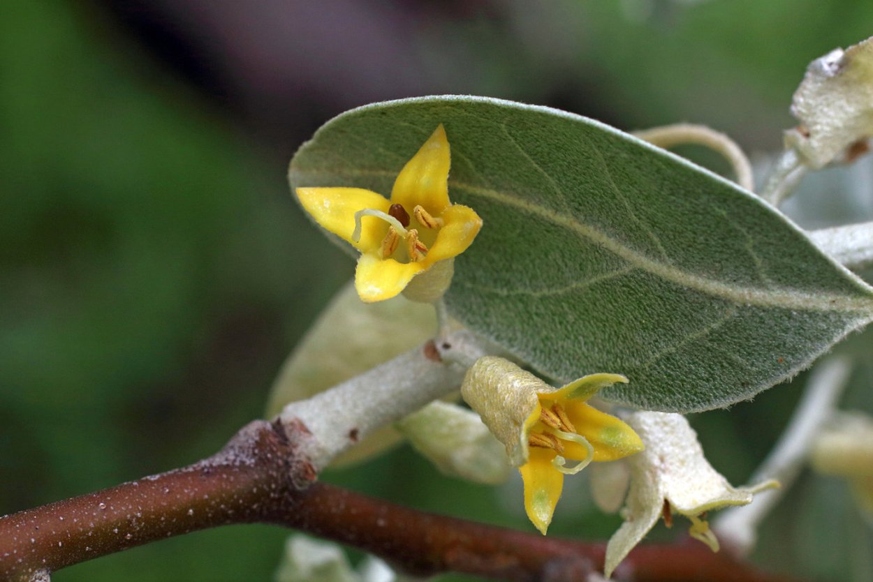 Elaeagnus orientalis