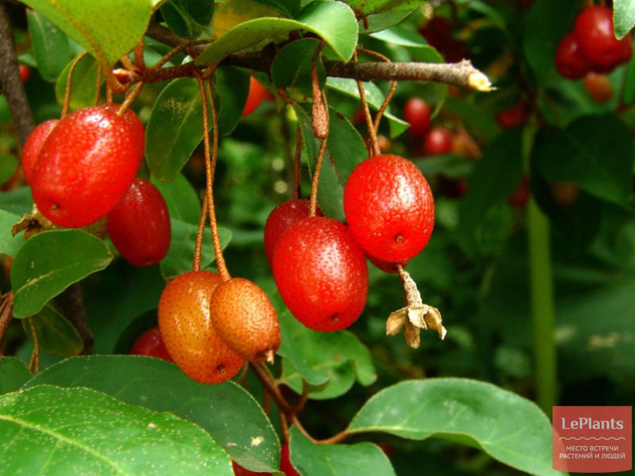 Лох индийский Elaeagnus Indica
