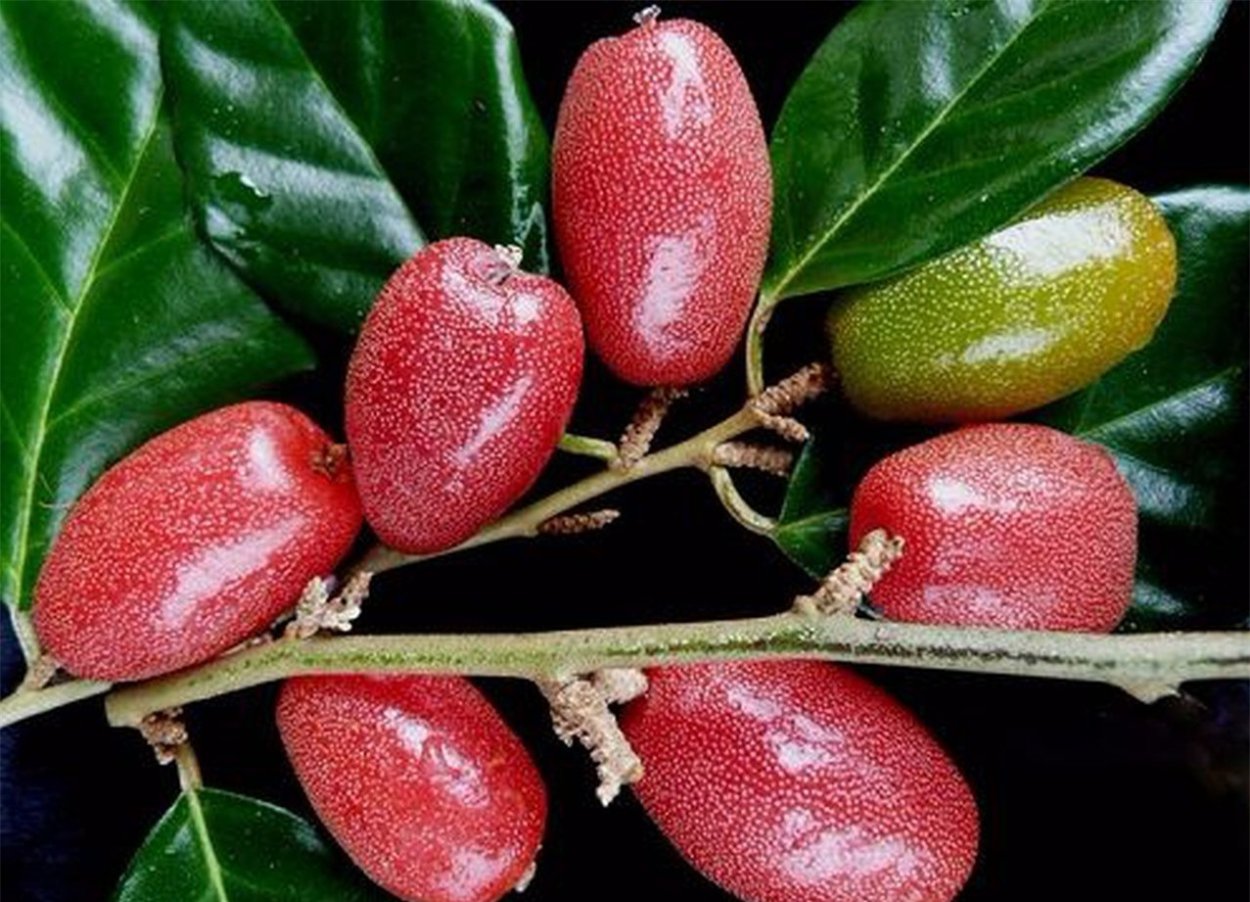 Лох многоцветковый гуми