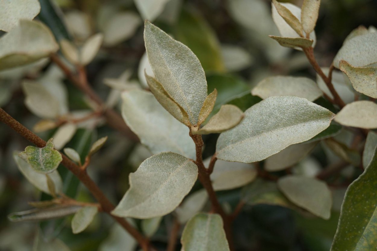 Растение лох чилийский