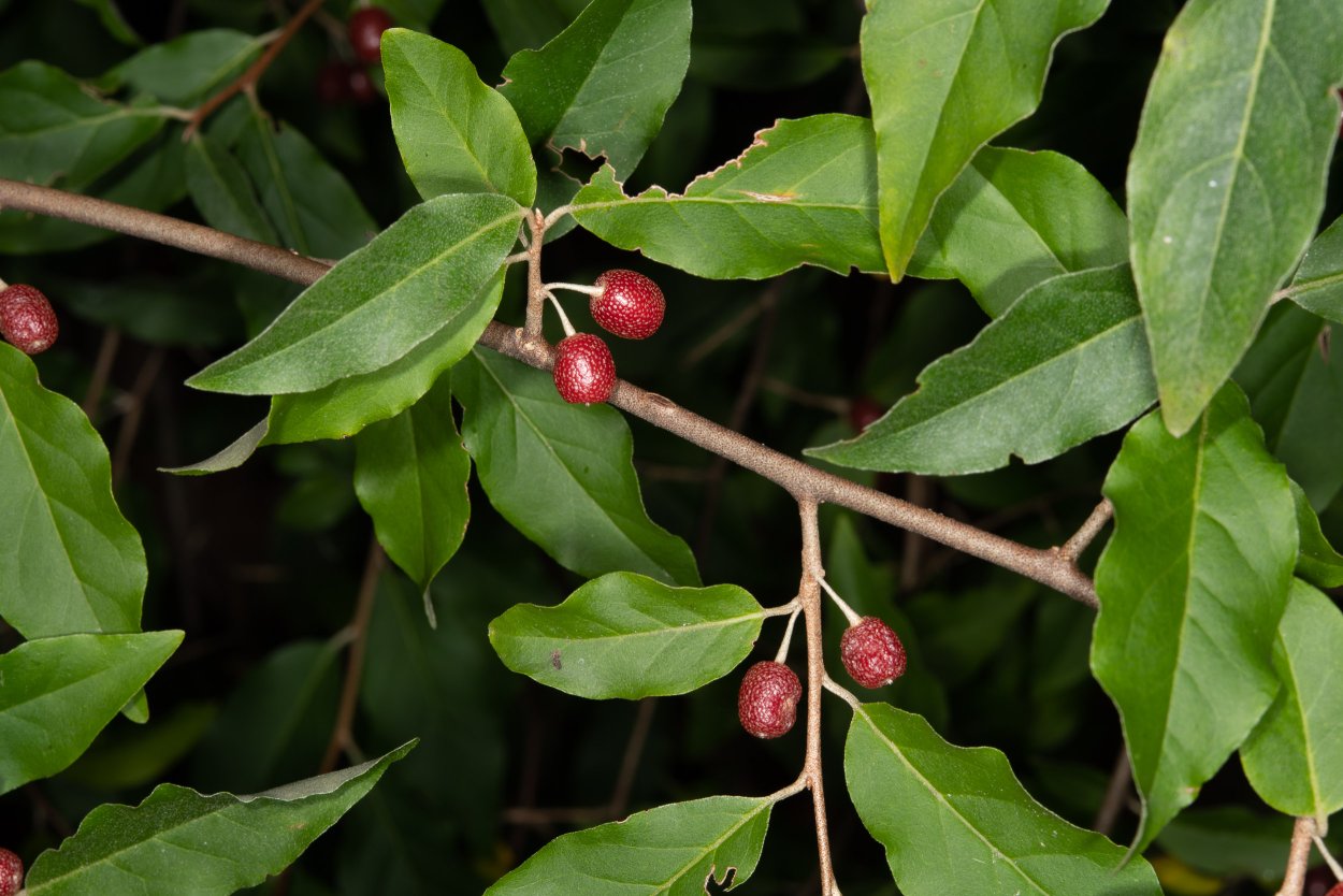 Лох колючий растение