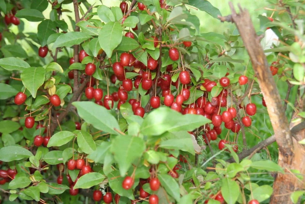 Крымский финик Зизифус