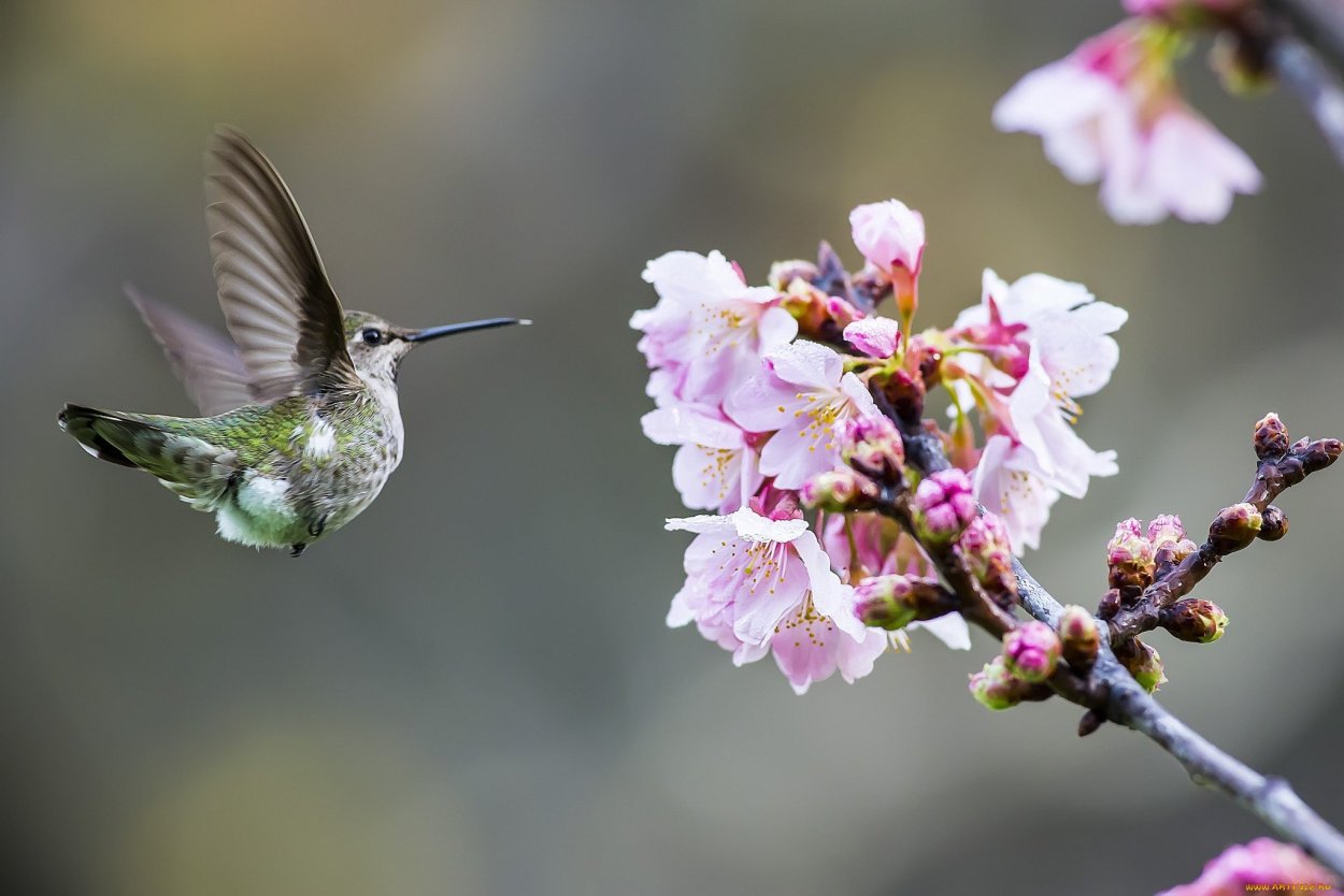 Летающий цветок