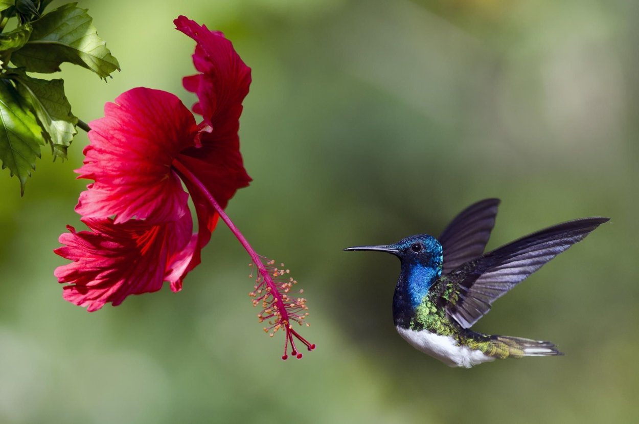 Красивые птички весной