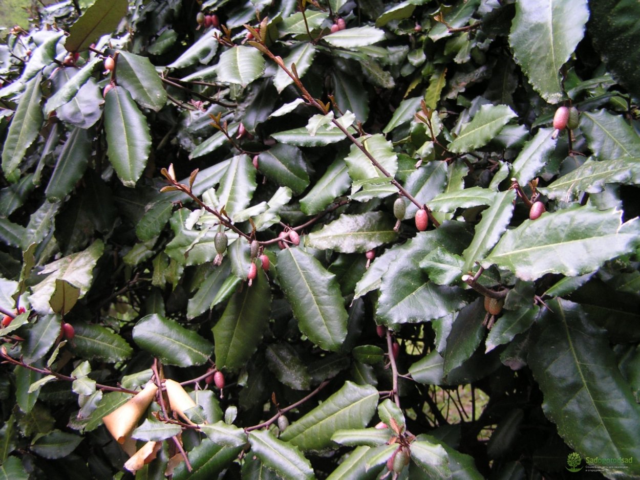 Лох колючий растение