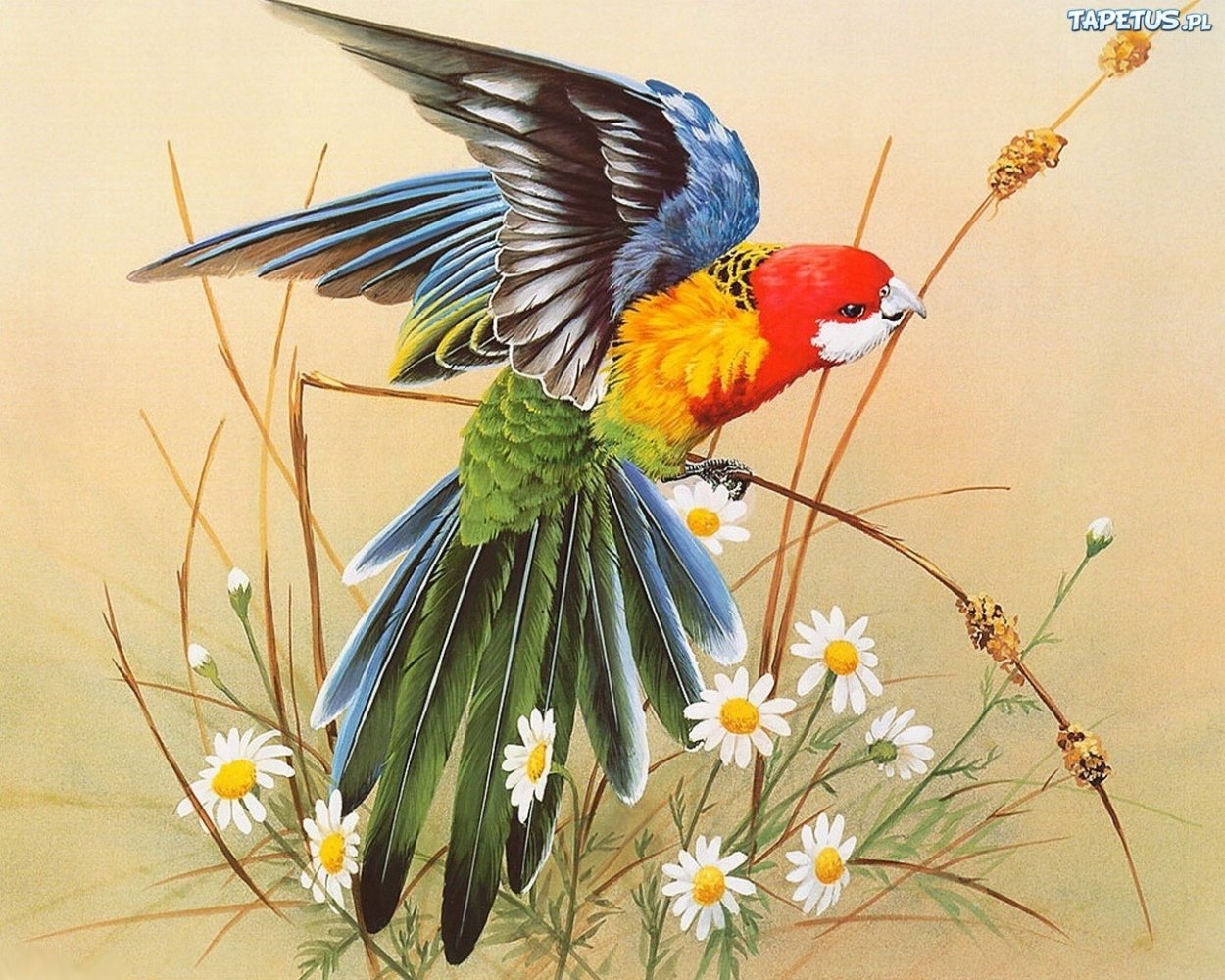 Гибискус и Колибри