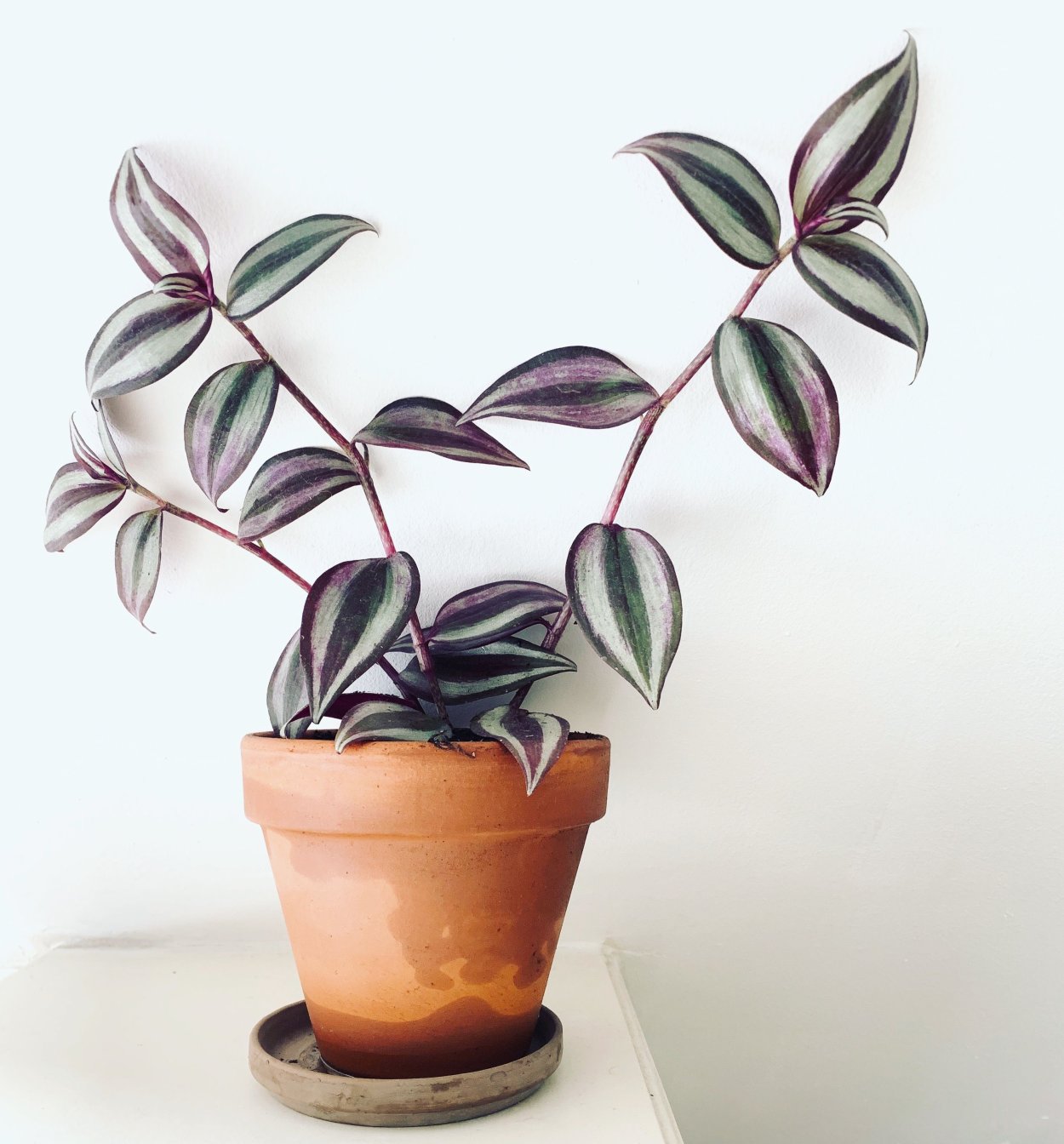 Суккулент традесканция