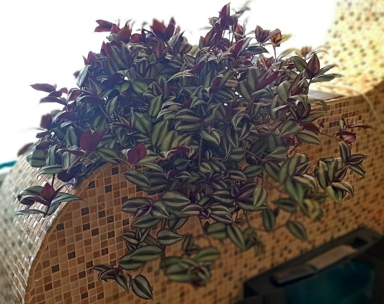 Традесканция джунгли