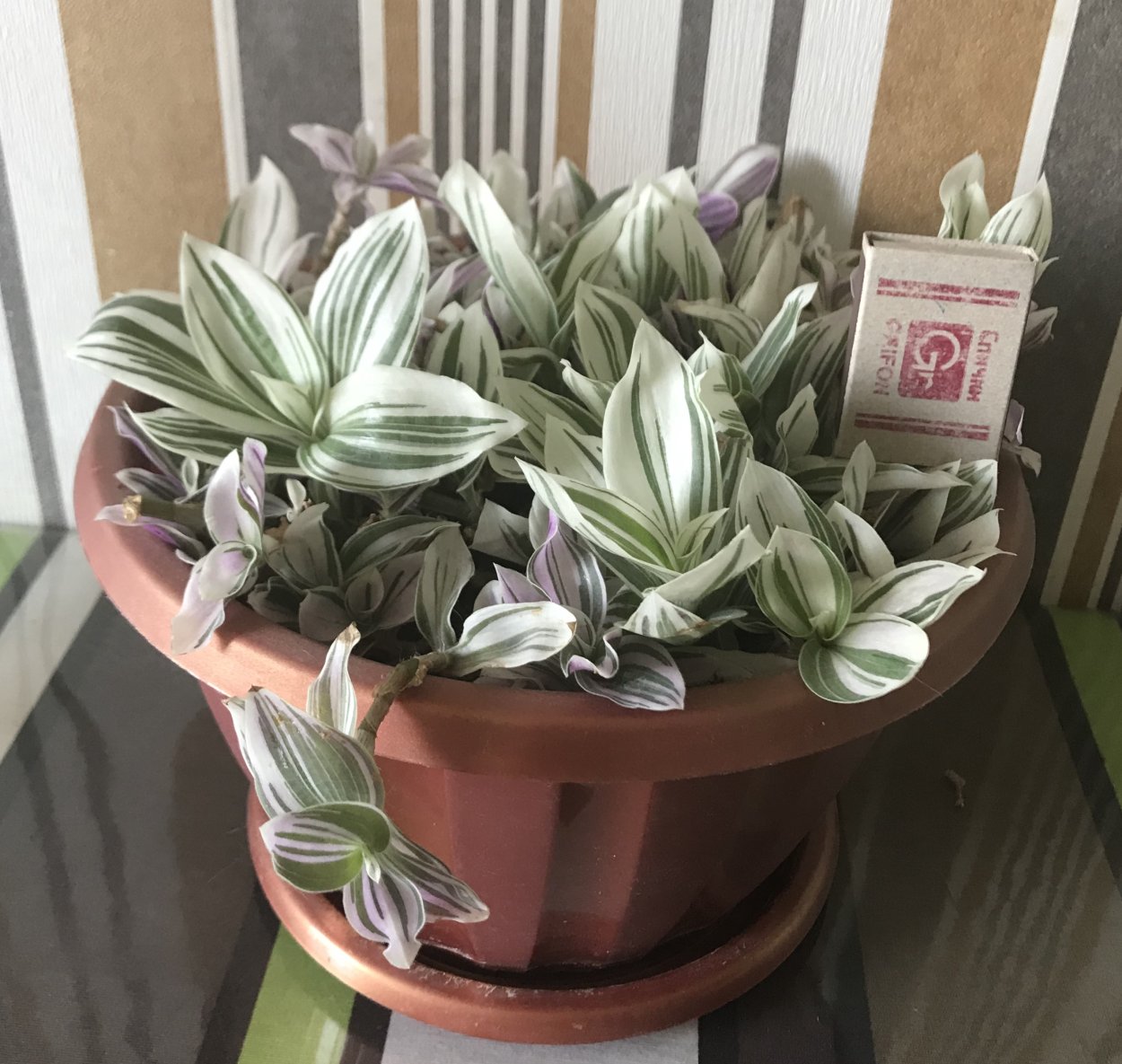 Традесканция зебрина Виолет Хилл