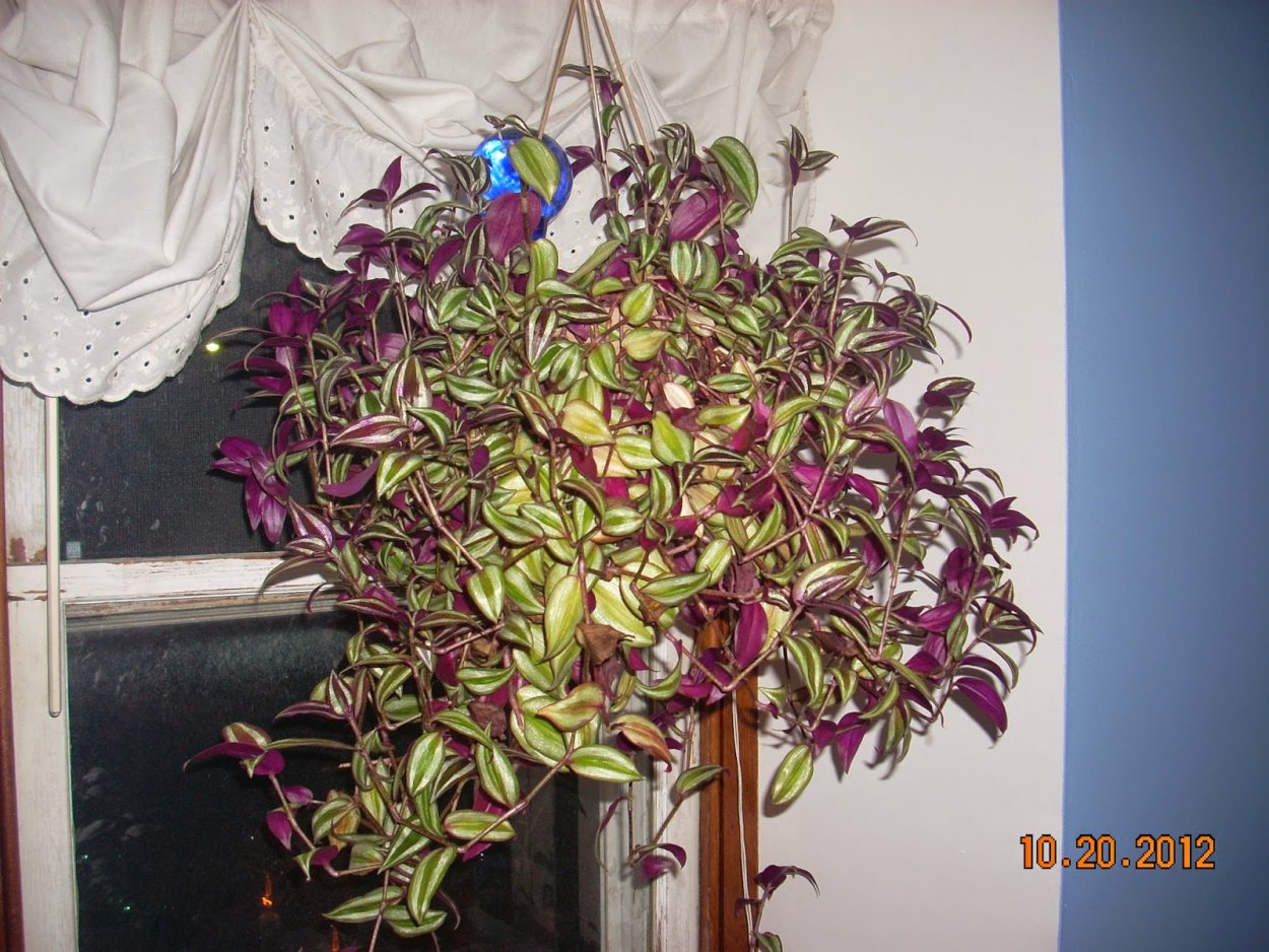 Традесканция зебрина ампельная