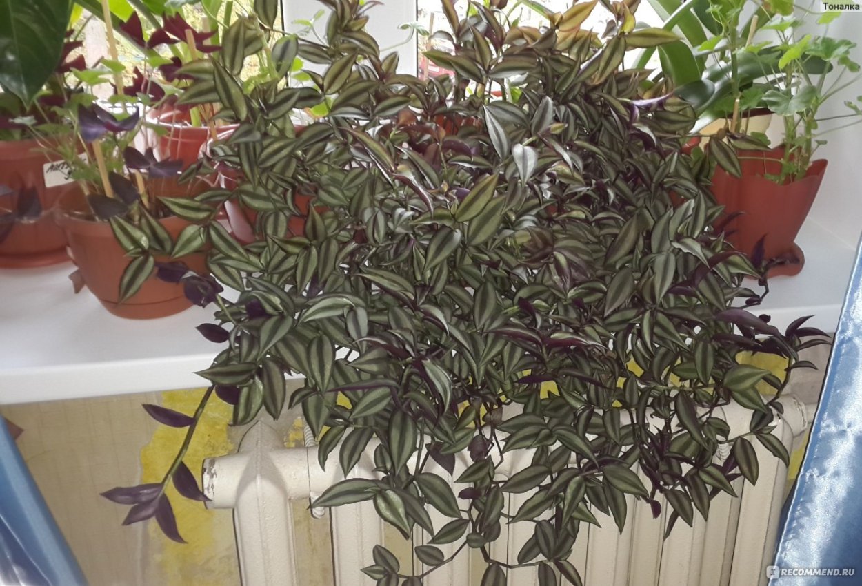 Традесканции тенелюбивые