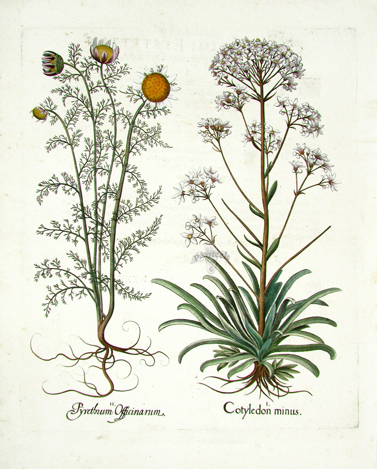 Asteraceae семейство