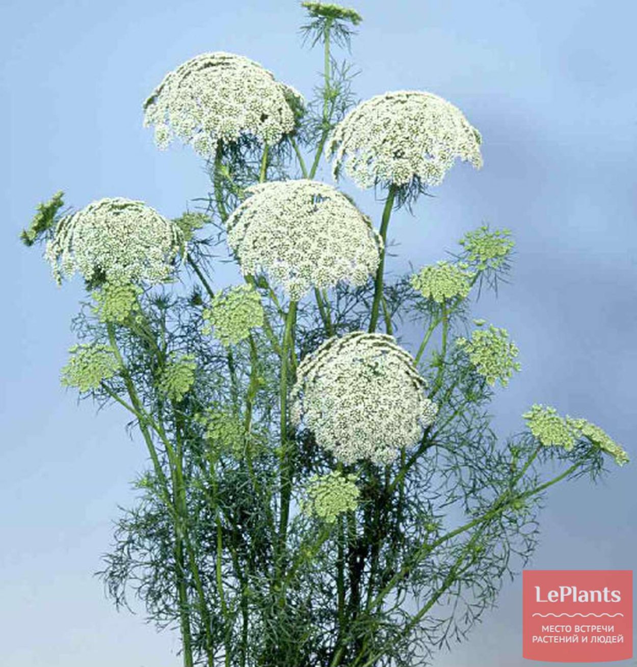 Виснага морковевидная