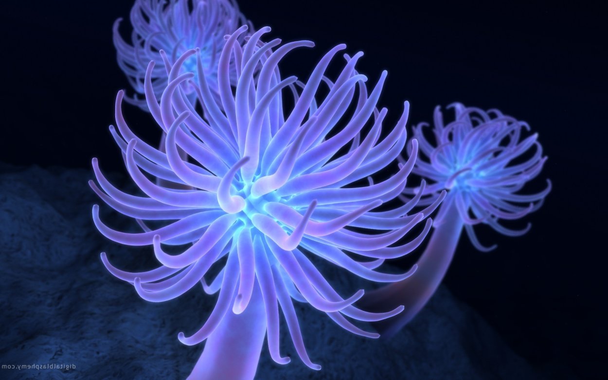 Медузы и коралловые полипы