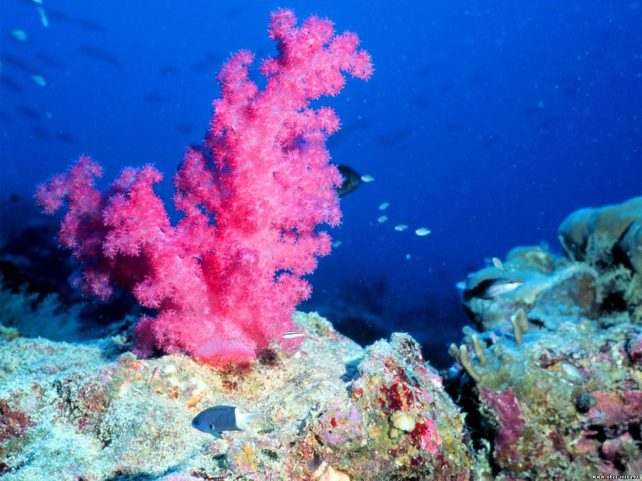 Красный коралл Кишечнополостные