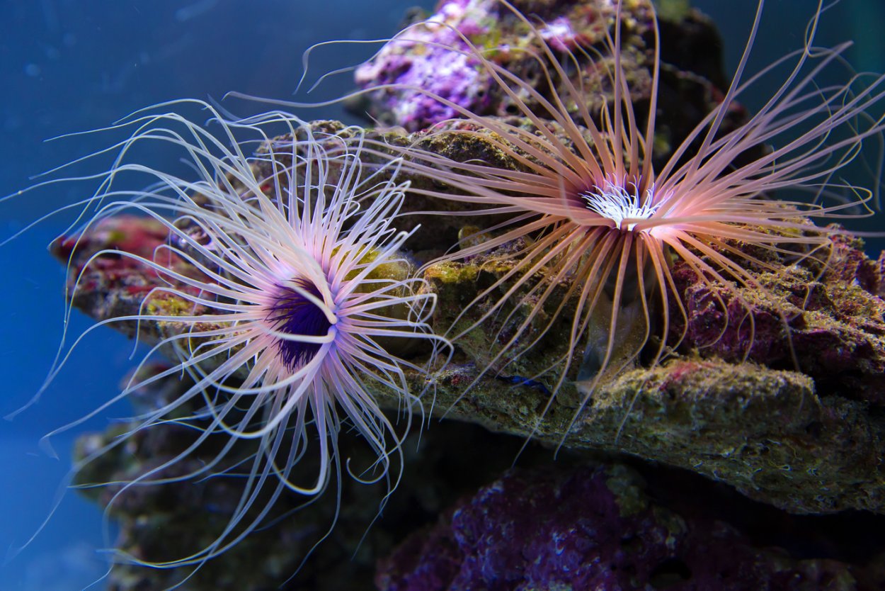 Стрекающие Кишечнополостные