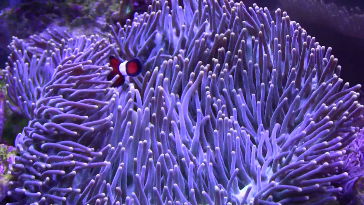 Ritteri Anemone