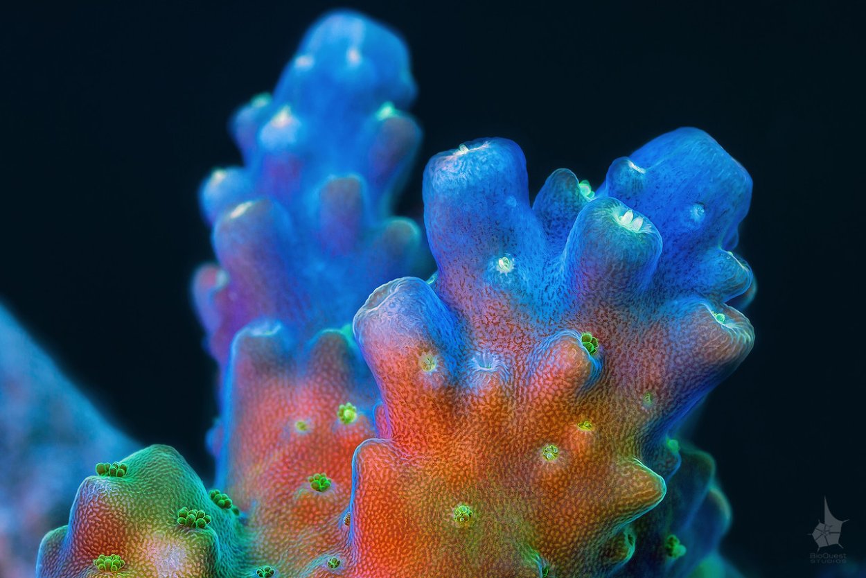 Коралловые полипы губки