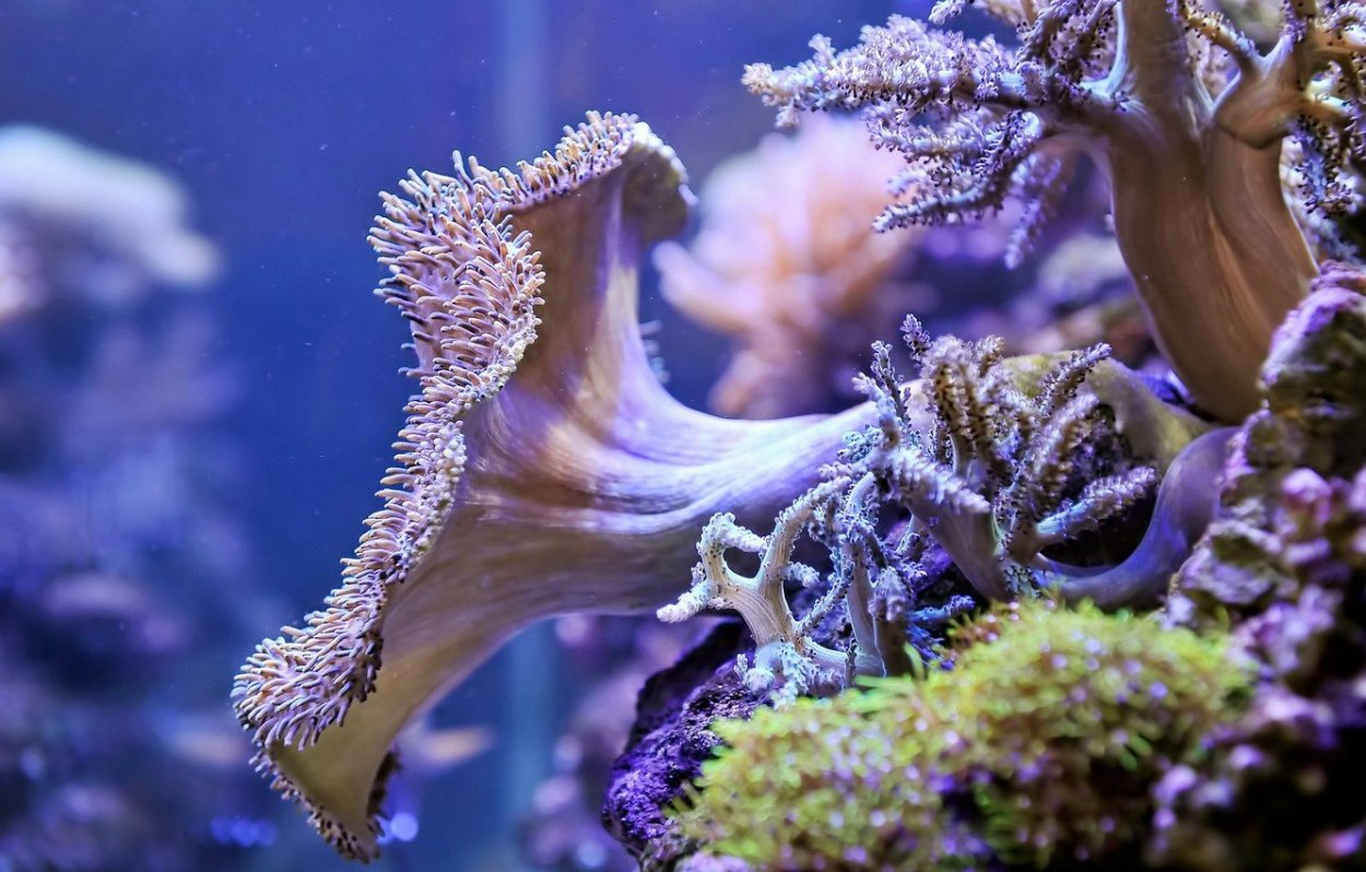 Подводный мир растения