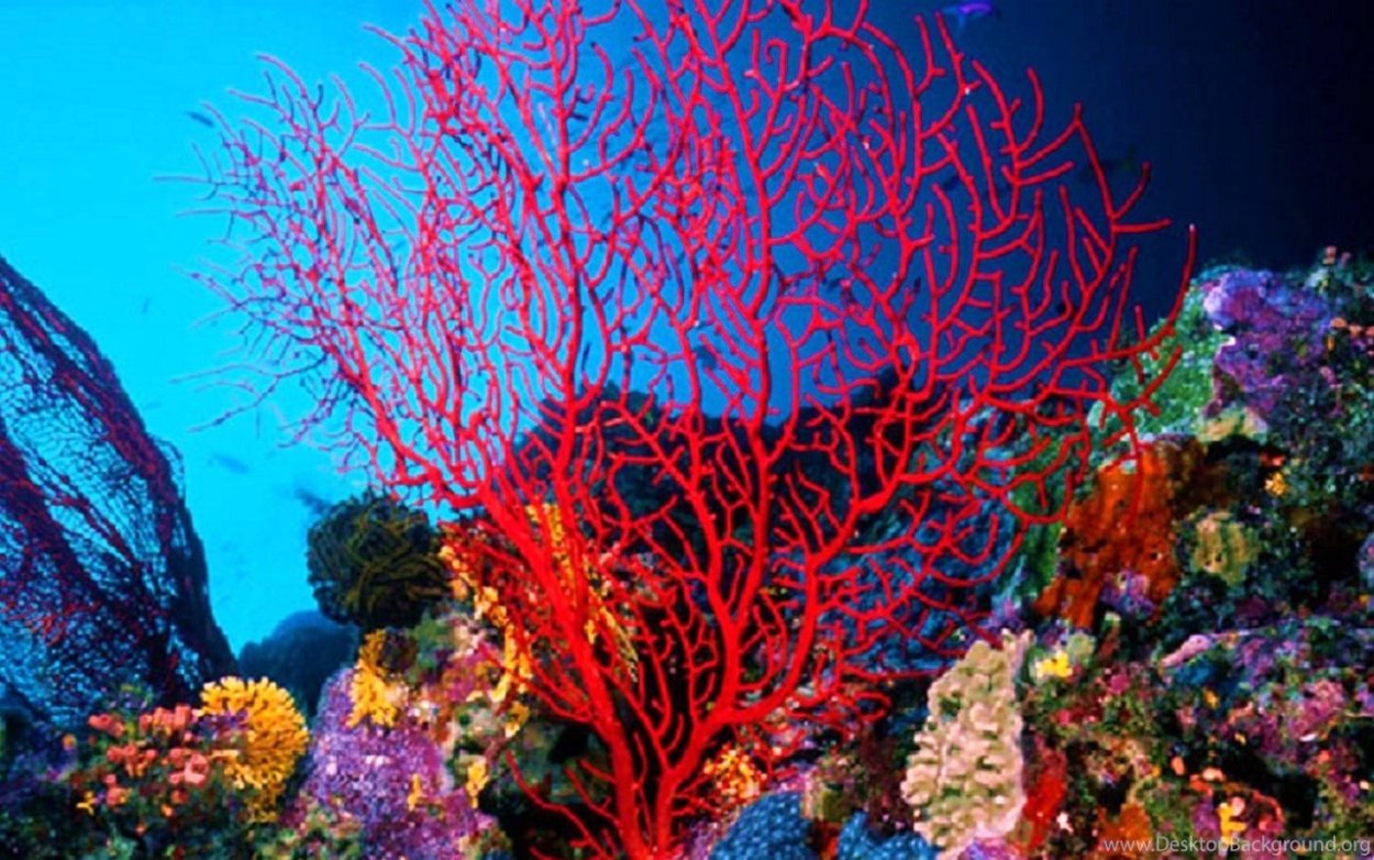 Герматипные кораллы