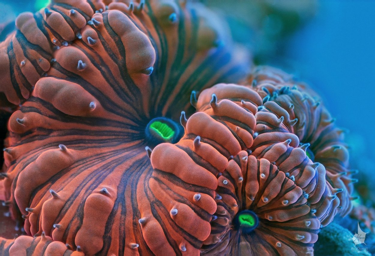 Спиральный церипатес