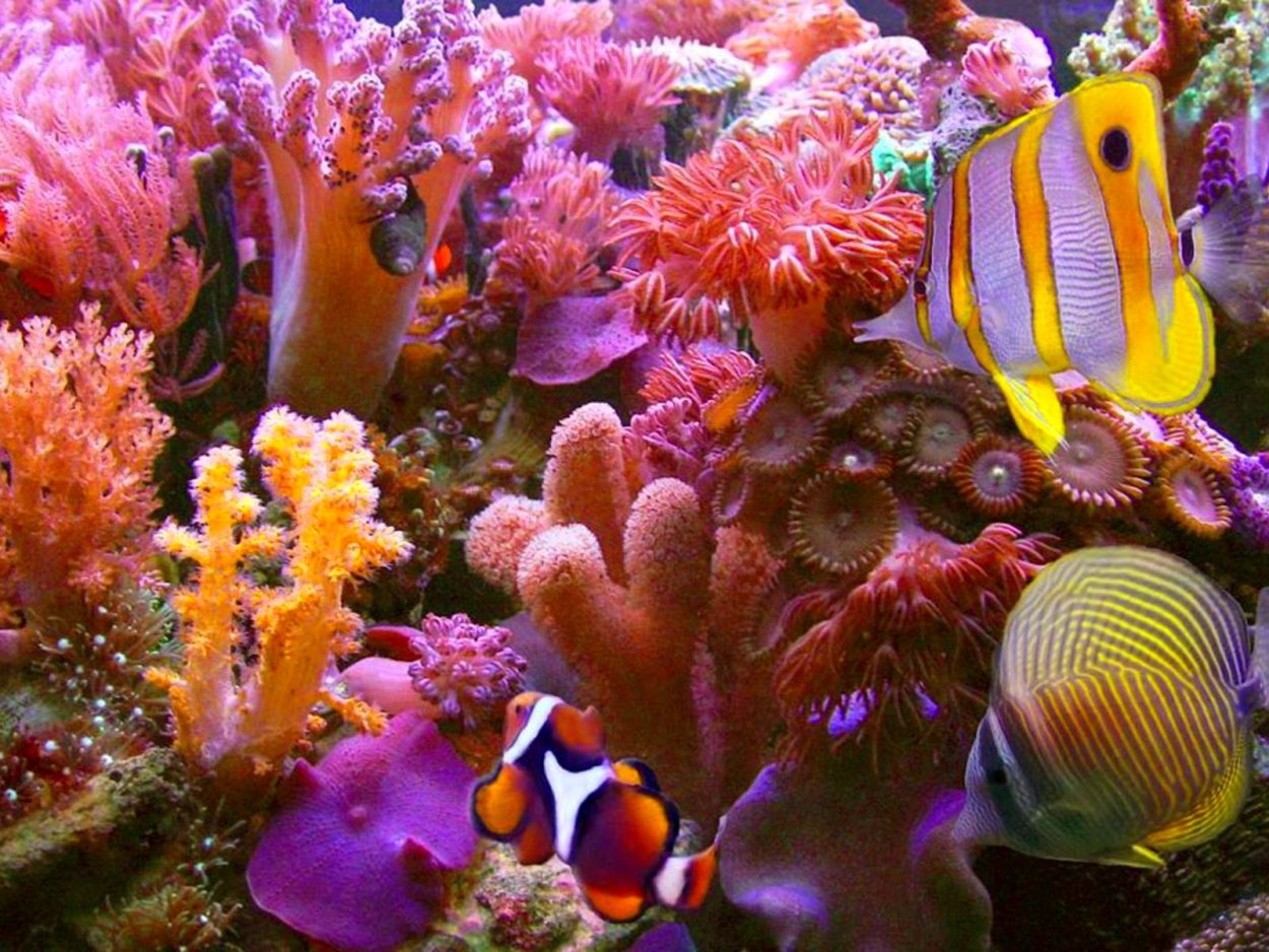 Барьерный риф кораллы