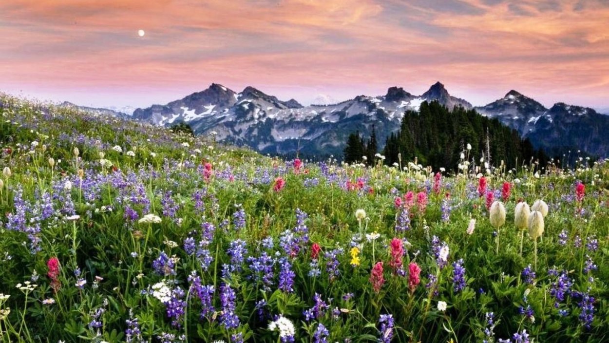 Альпийские Луга Швейцария