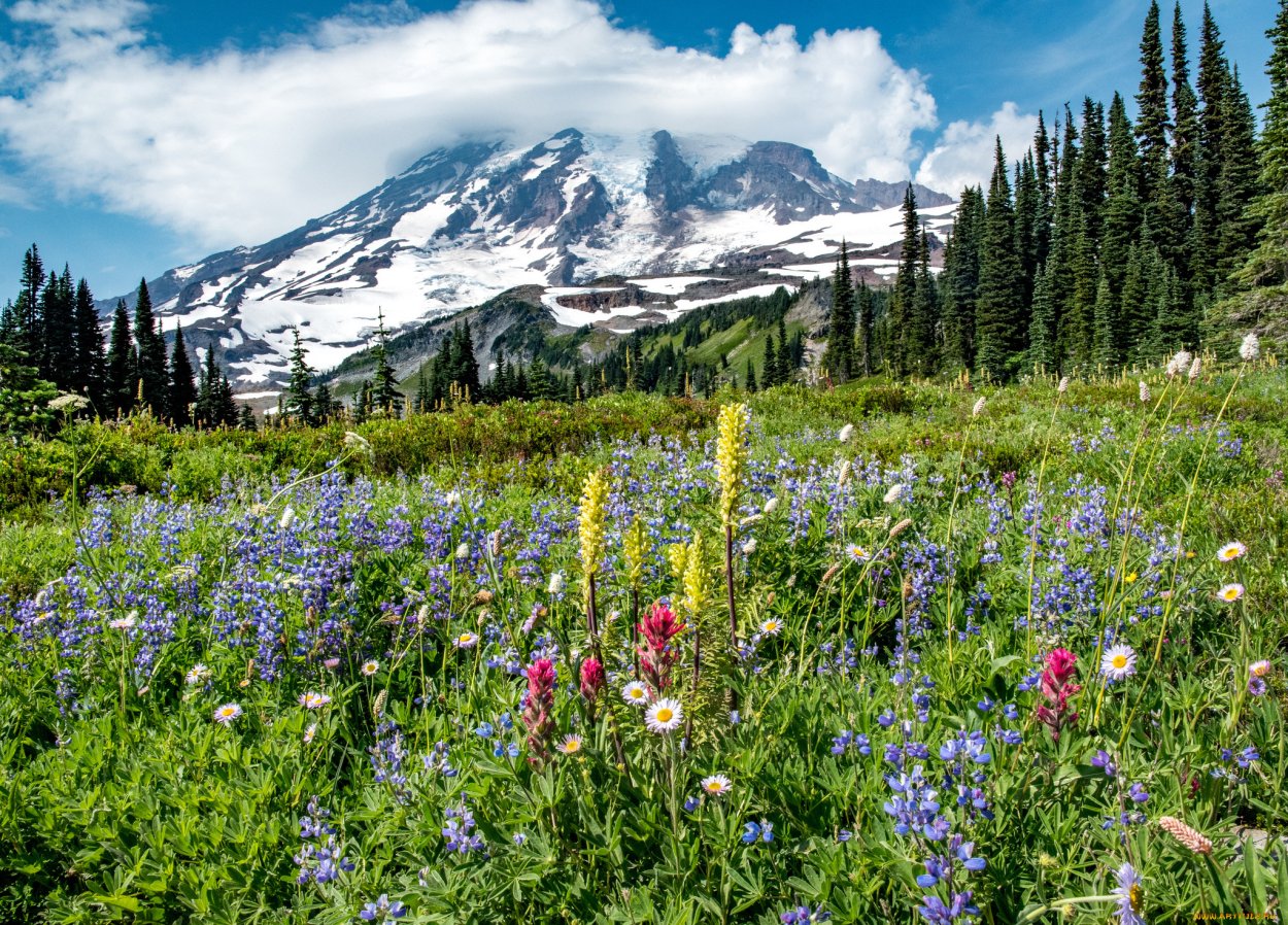 Горный Алтай Альпийские Луга