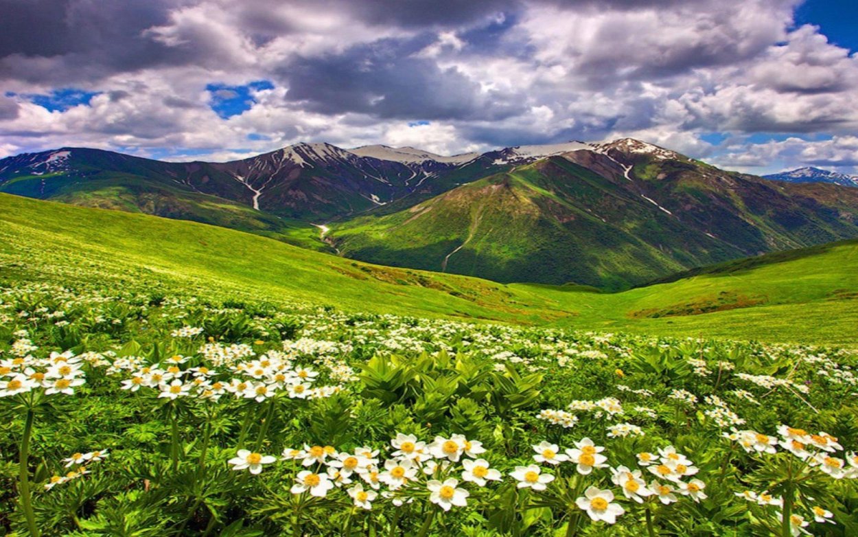 Альпийские Луга новая Зеландия