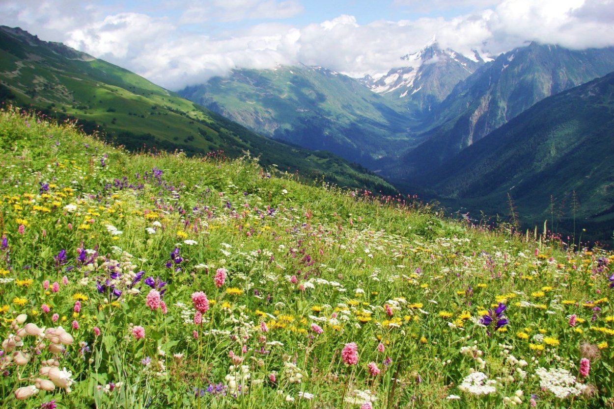 Красная Поляна Сочи Альпийские Луга
