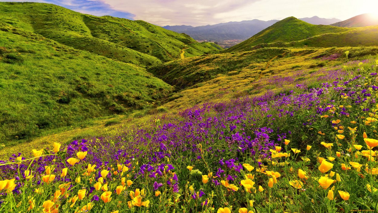 Горный Алтай Альпийские Луга