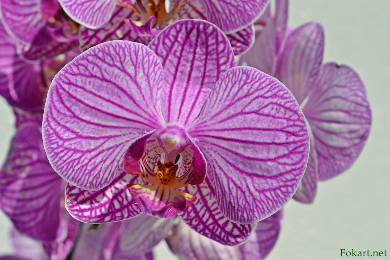 Цвето орхидеи белая с розовыми венами