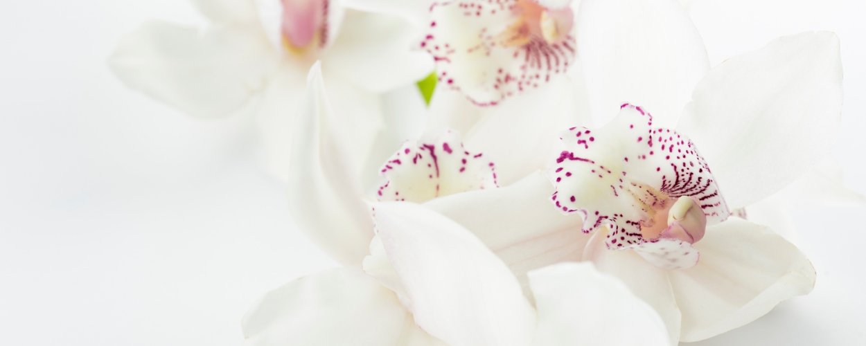 Белые орхидеи с каплями