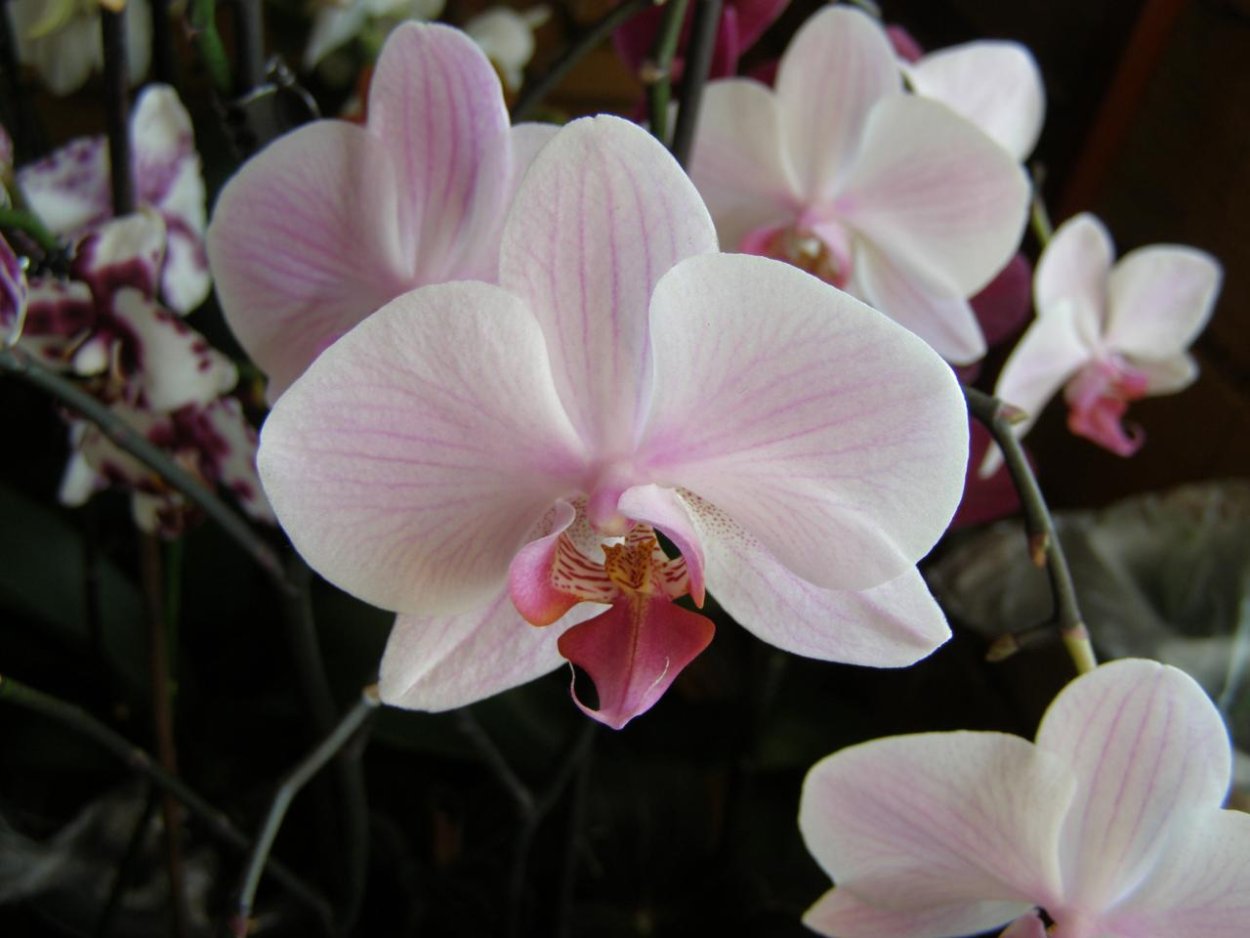 Фаленопсис белый с фиолетовыми прожилками сорт