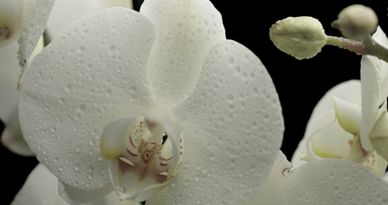 Орхидея белая с желтой серединкой