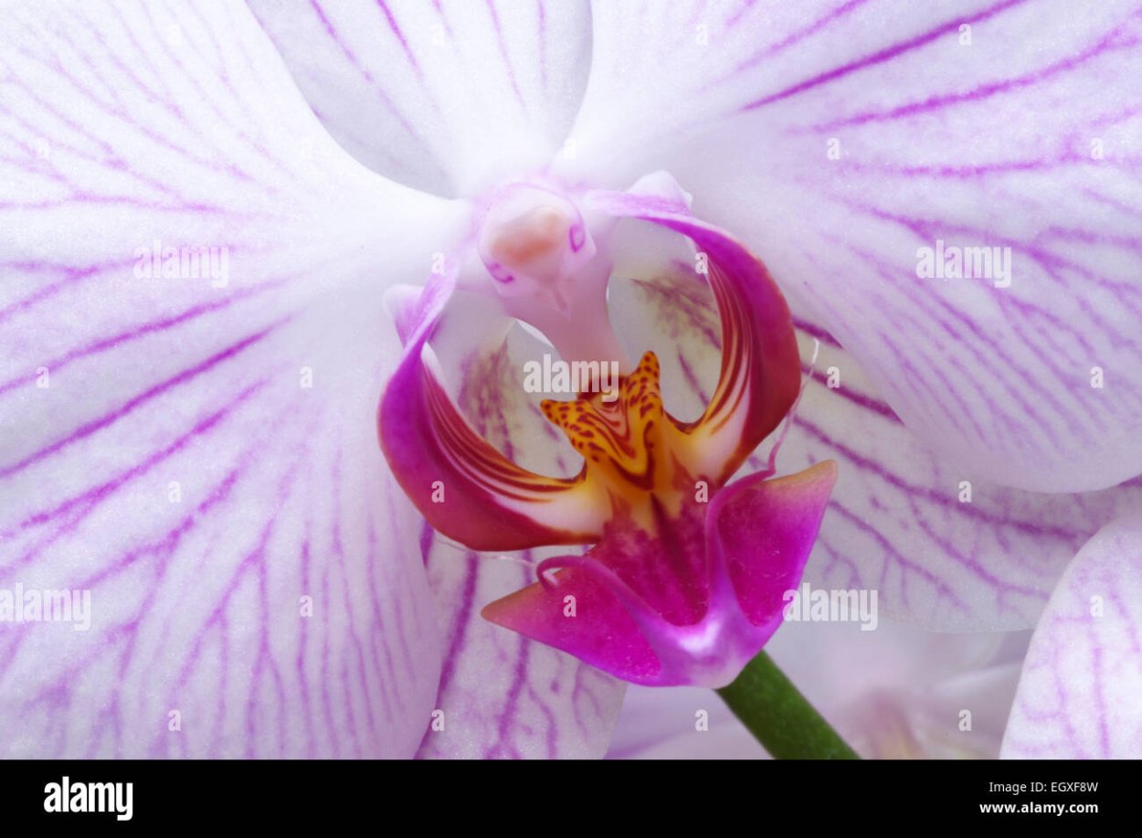 Белая с малиновым Орхидея фаленопсис