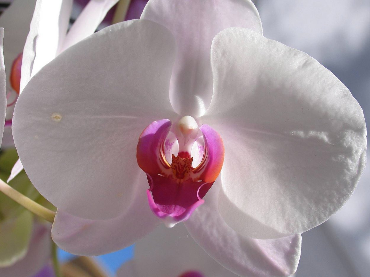 Орхидея белая