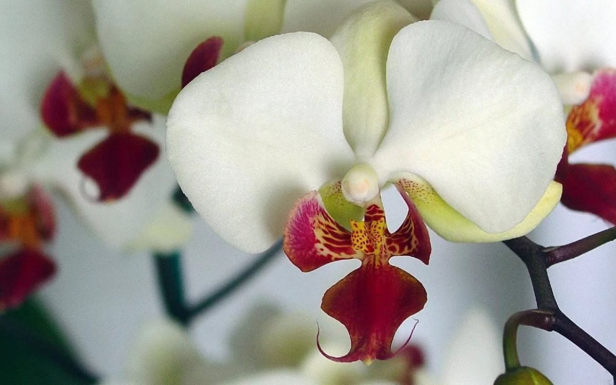 Фаленопсис Charleston