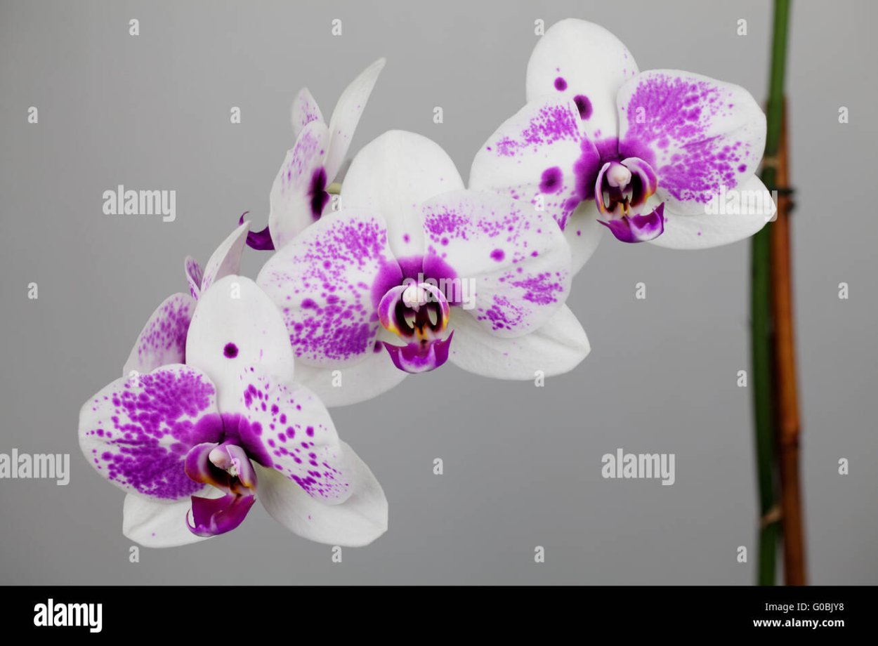 Орхидея Уайт Дрим