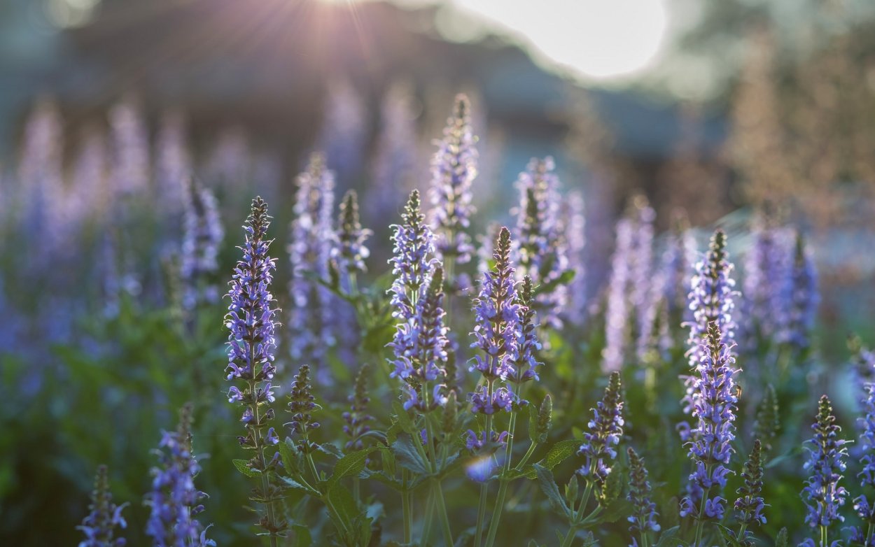 Шалфей дикий Луговой