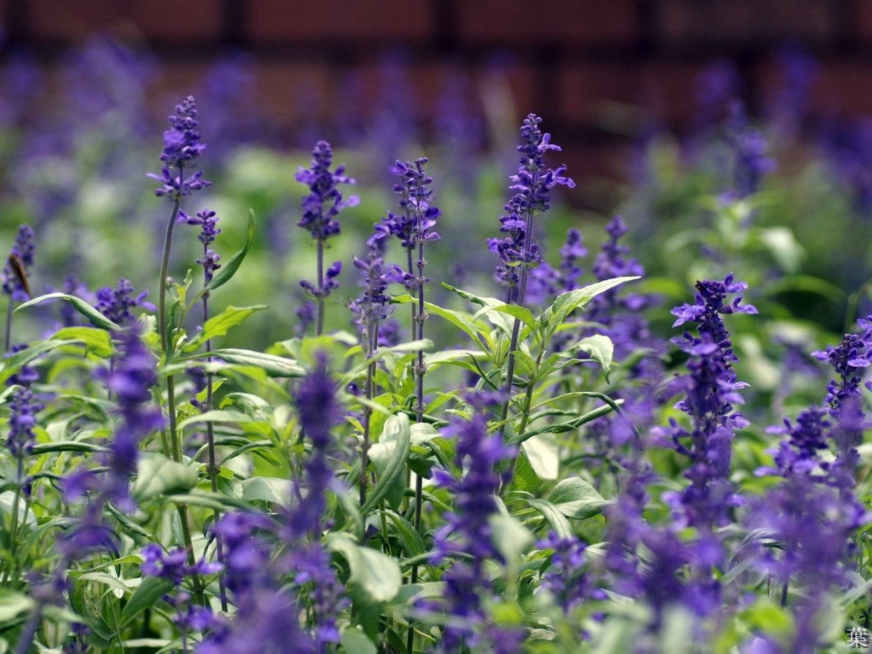 Шалфей горный