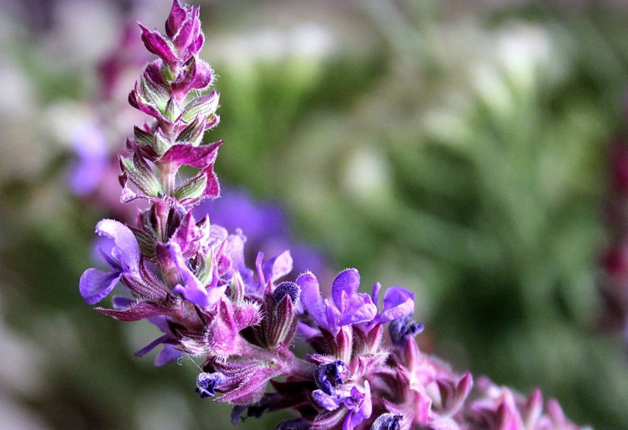 Котовник Фассена Джуниор Уолкер