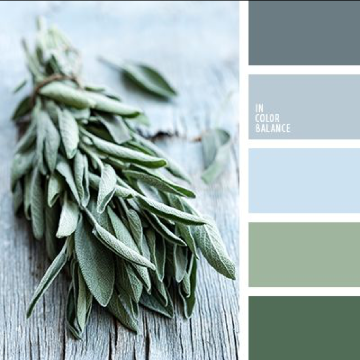 Шалфей листья