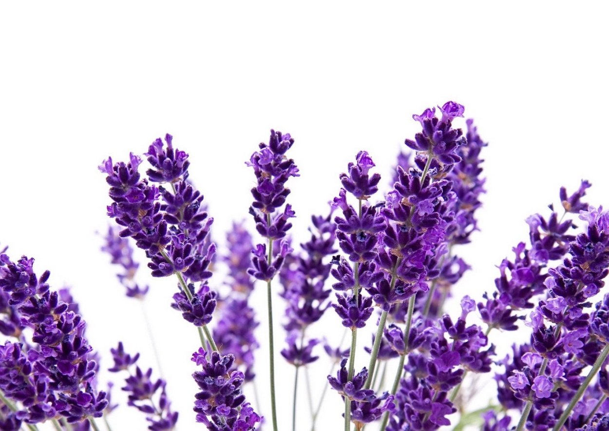 Шалфей свежий листья