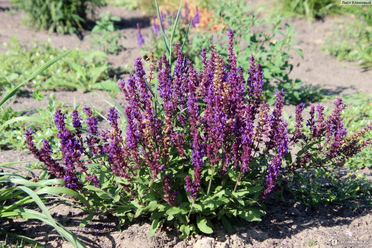 Тимьян чабрец медовый аромат