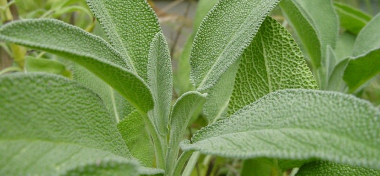 Иван чай с вереском