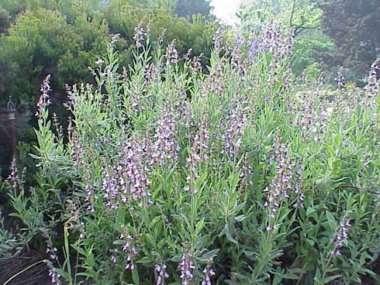 Шалфей лекарственный Sage Plant