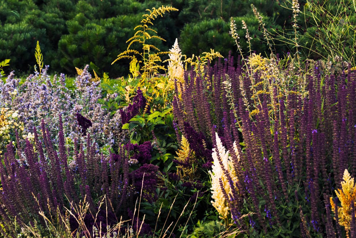 Шалфей узколистный чиа