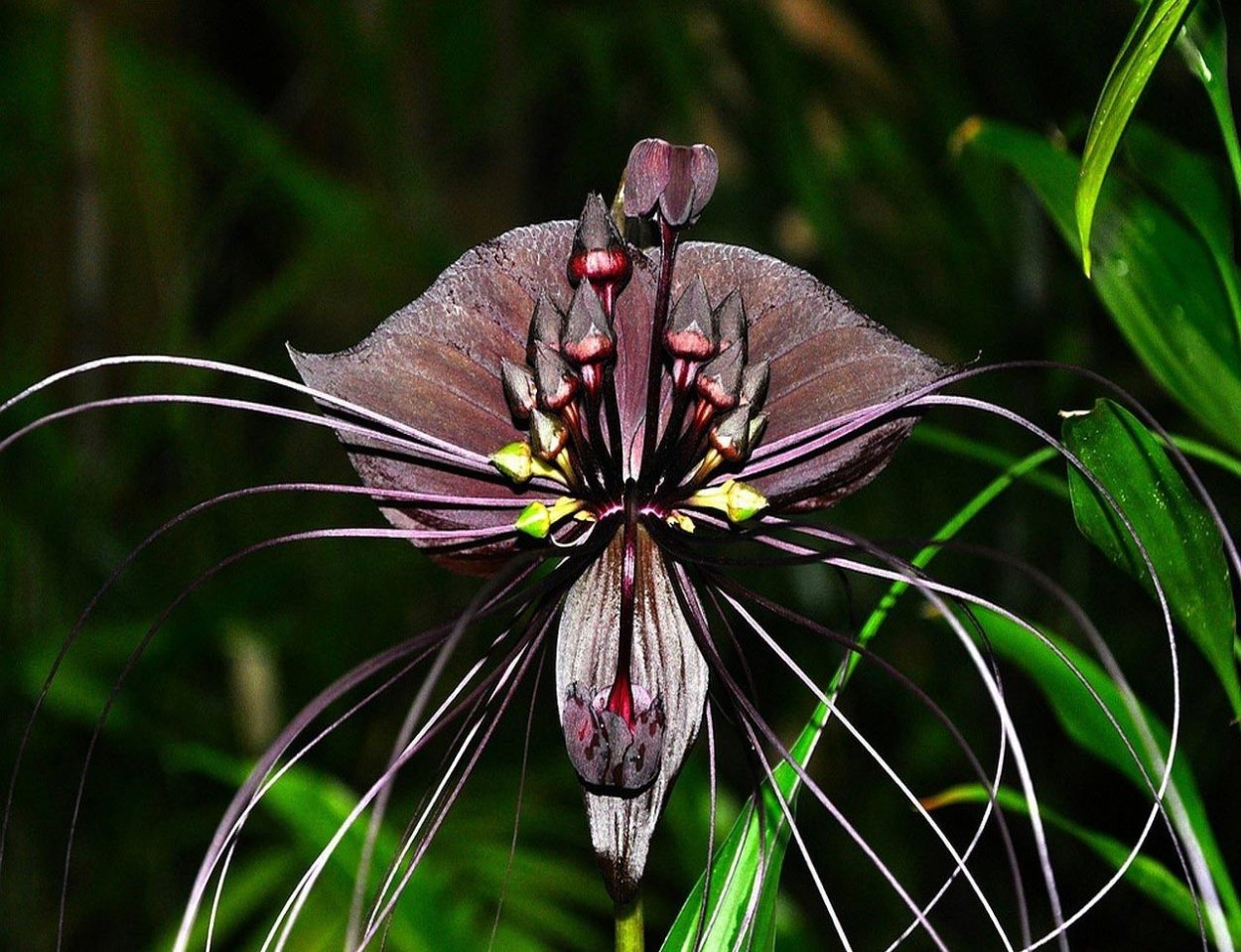 Скелет с розой